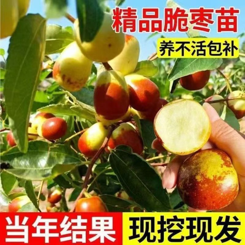 冬枣树苗嫁接枣树苗耐寒南北方种植大红枣蟠枣苗当年