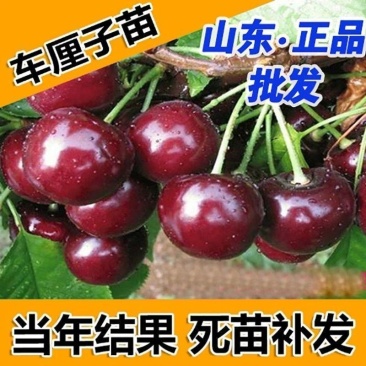 车厘子树苗樱桃树苖大樱桃苗南方北方种植果苗当年结果特大樱