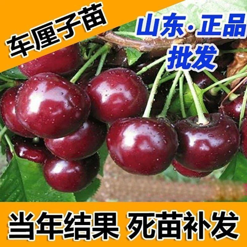 车厘子树苗樱桃树苖大樱桃苗南方北方种植果苗当年结果特大樱
