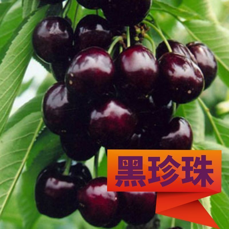 车厘子树苗樱桃树苖大樱桃苗南方北方种植果苗当年结果特大樱