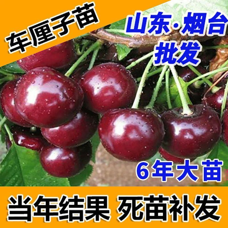 车厘子树苗樱桃树苖大樱桃苗南方北方种植果苗当年结果特大樱