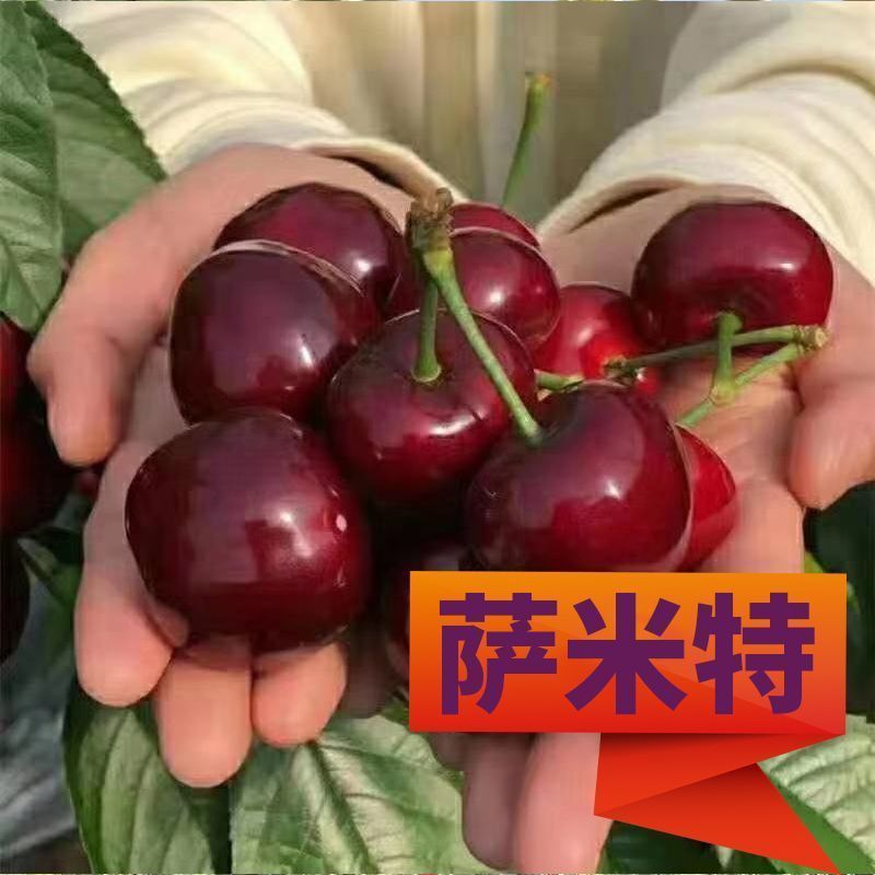 车厘子树苗樱桃树苖大樱桃苗南方北方种植果苗当年结果特大樱
