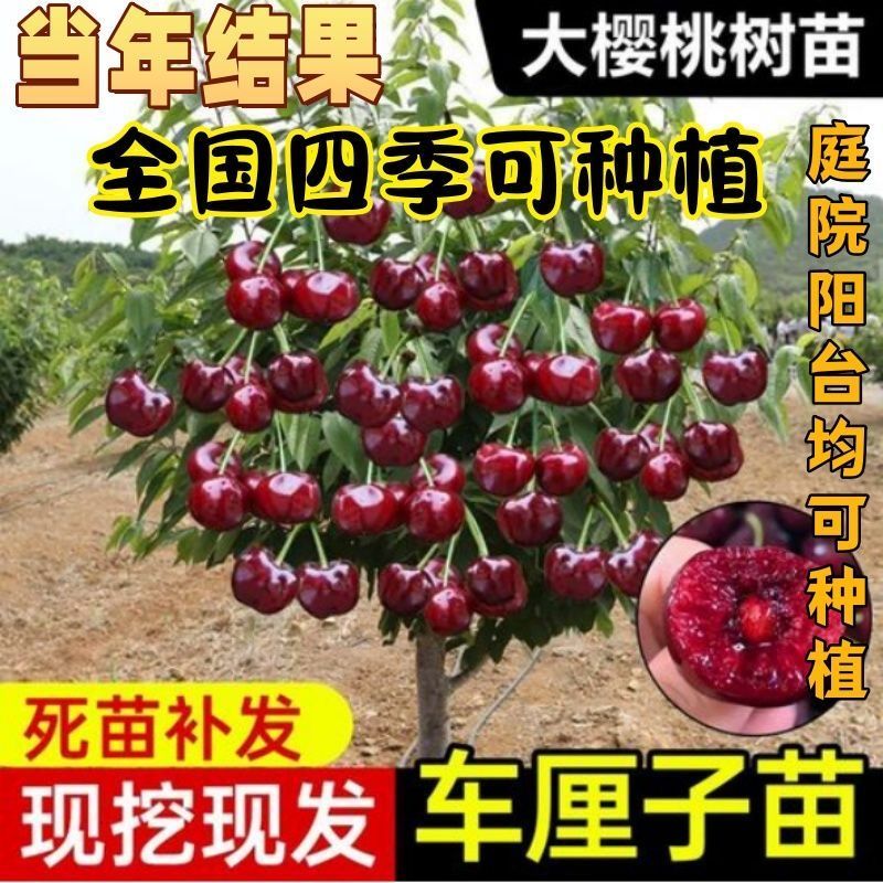 车厘子树苗樱桃树苖大樱桃苗南方北方种植果苗当年结果特大樱