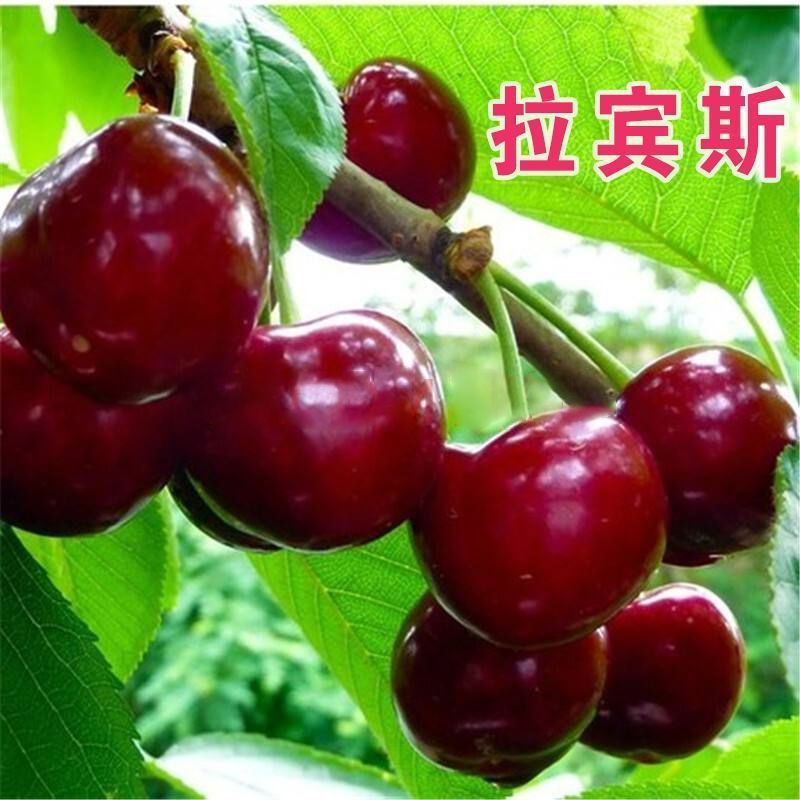 车厘子树苗樱桃树苖大樱桃苗南方北方种植果苗当年结果特大樱