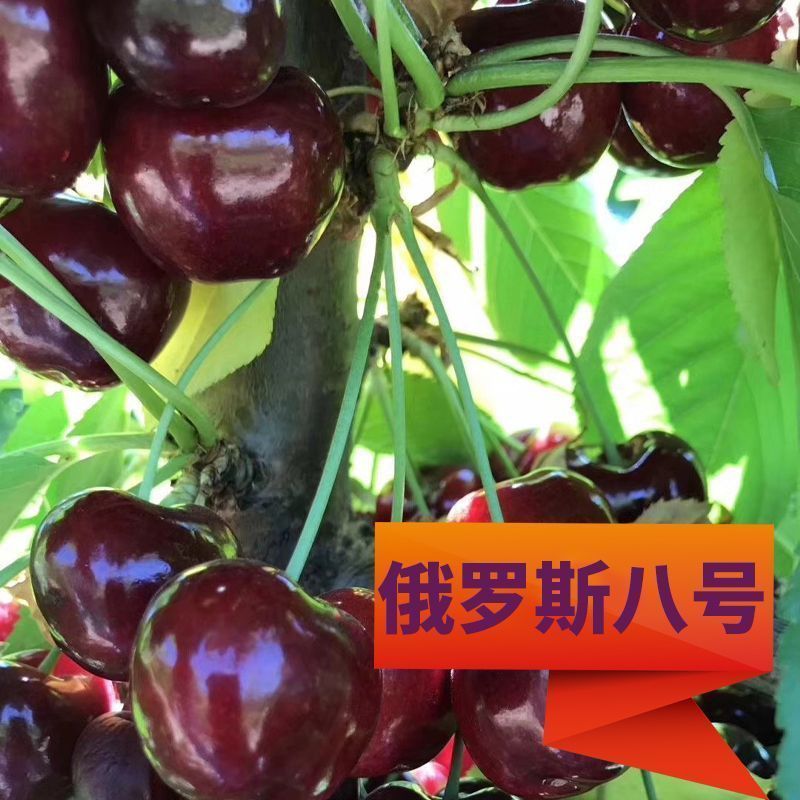 车厘子树苗樱桃树苖大樱桃苗南方北方种植果苗当年结果特大樱