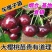 车厘子树苗樱桃树苖大樱桃苗南方北方种植果苗当年结果特大樱