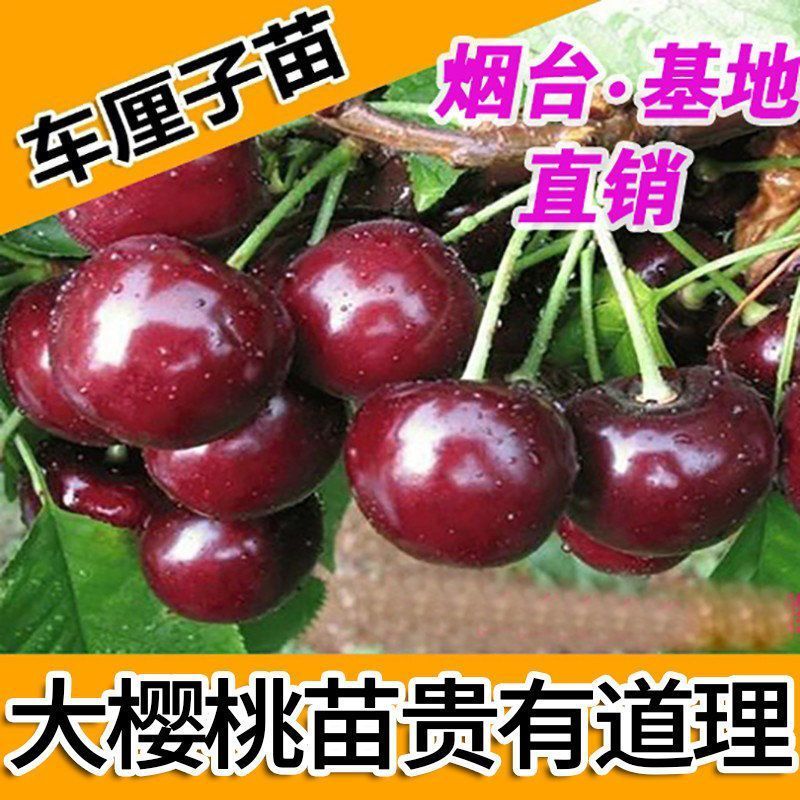 车厘子树苗樱桃树苖大樱桃苗南方北方种植果苗当年结果特大樱