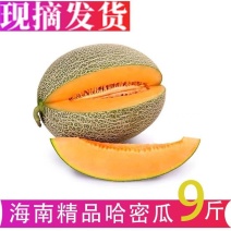 正宗海南哈密瓜新鲜水果当季热带应季水果精品晓密网纹瓜脆甜