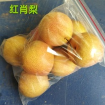 红肖梨北京大兴庞各庄梨花村古梨园