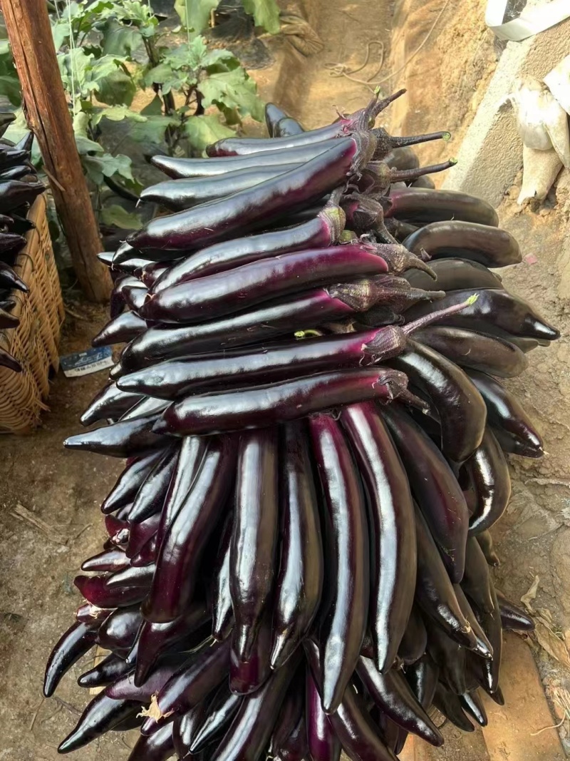 紫把长茄苗