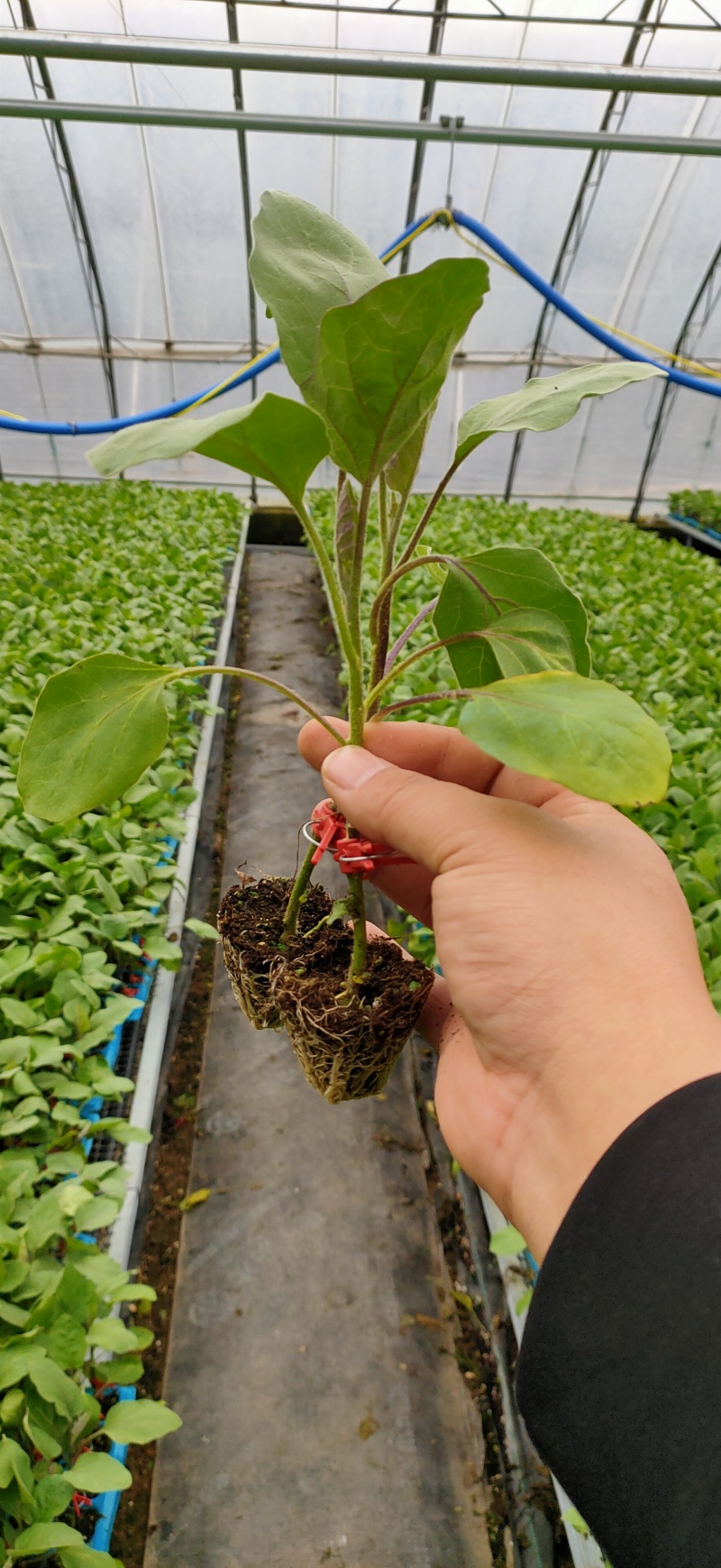 紫把长茄苗
