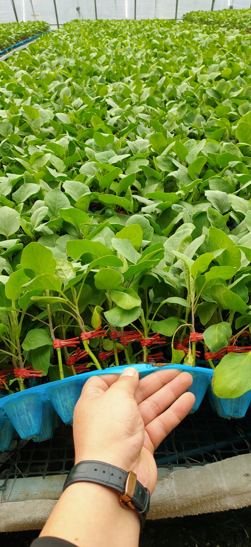 紫把长茄苗