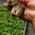 紫把长茄苗