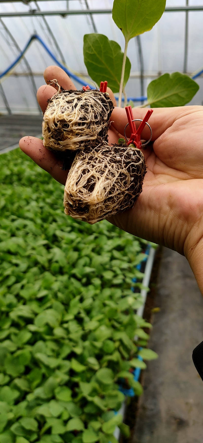 紫把长茄苗