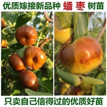 嫁接种蟠枣树苗冬枣红枣梨枣盆栽地栽果树苗南北方种当年结果