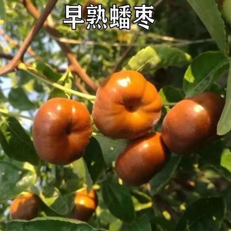嫁接种蟠枣树苗冬枣红枣梨枣盆栽地栽果树苗南北方种当年结果