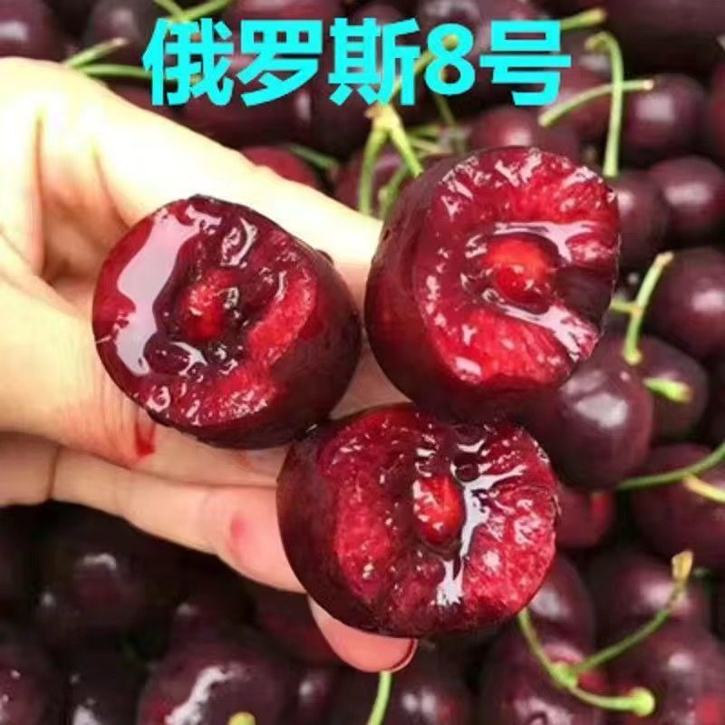 嫁接大樱桃树苗车厘子高产矮化盆栽阳台地栽庭院耐寒南北方种