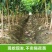 嫁接大樱桃树苗车厘子高产矮化盆栽阳台地栽庭院耐寒南北方种