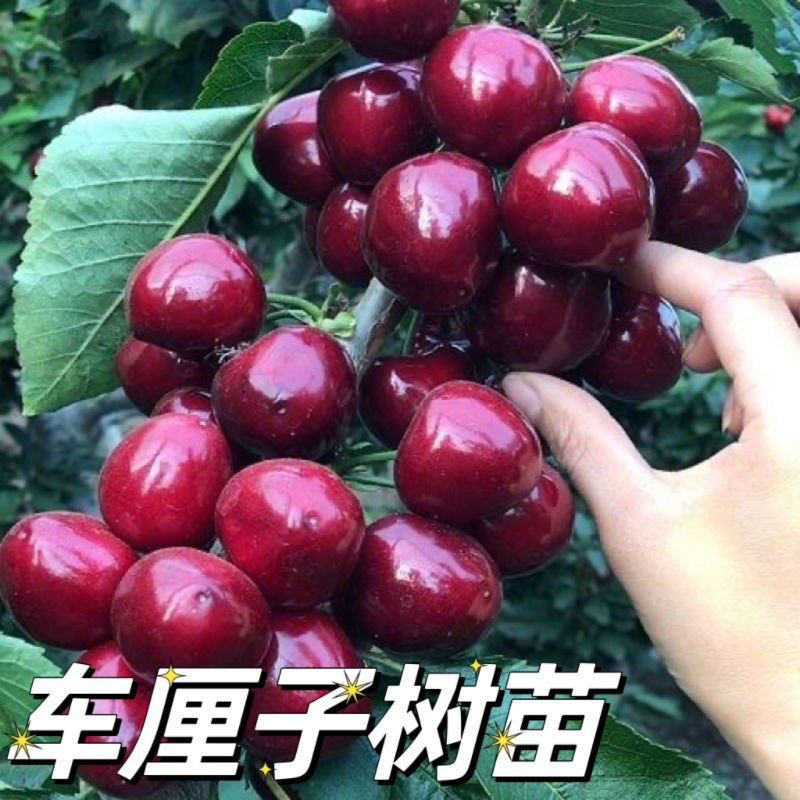 嫁接大樱桃树苗车厘子高产矮化盆栽阳台地栽庭院耐寒南北方种