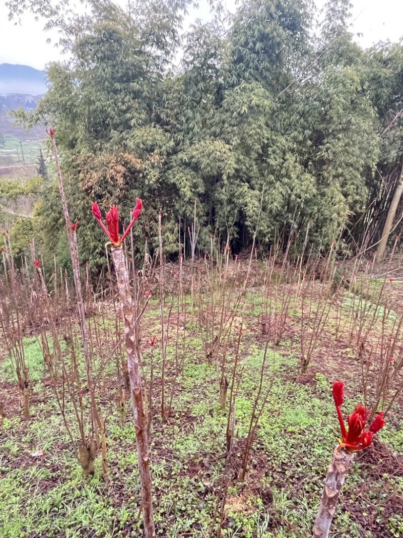 红香椿芽