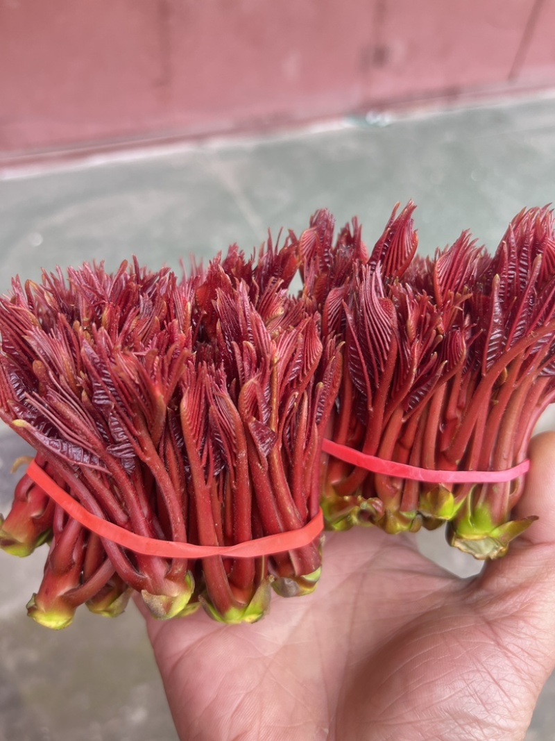 红香椿芽
