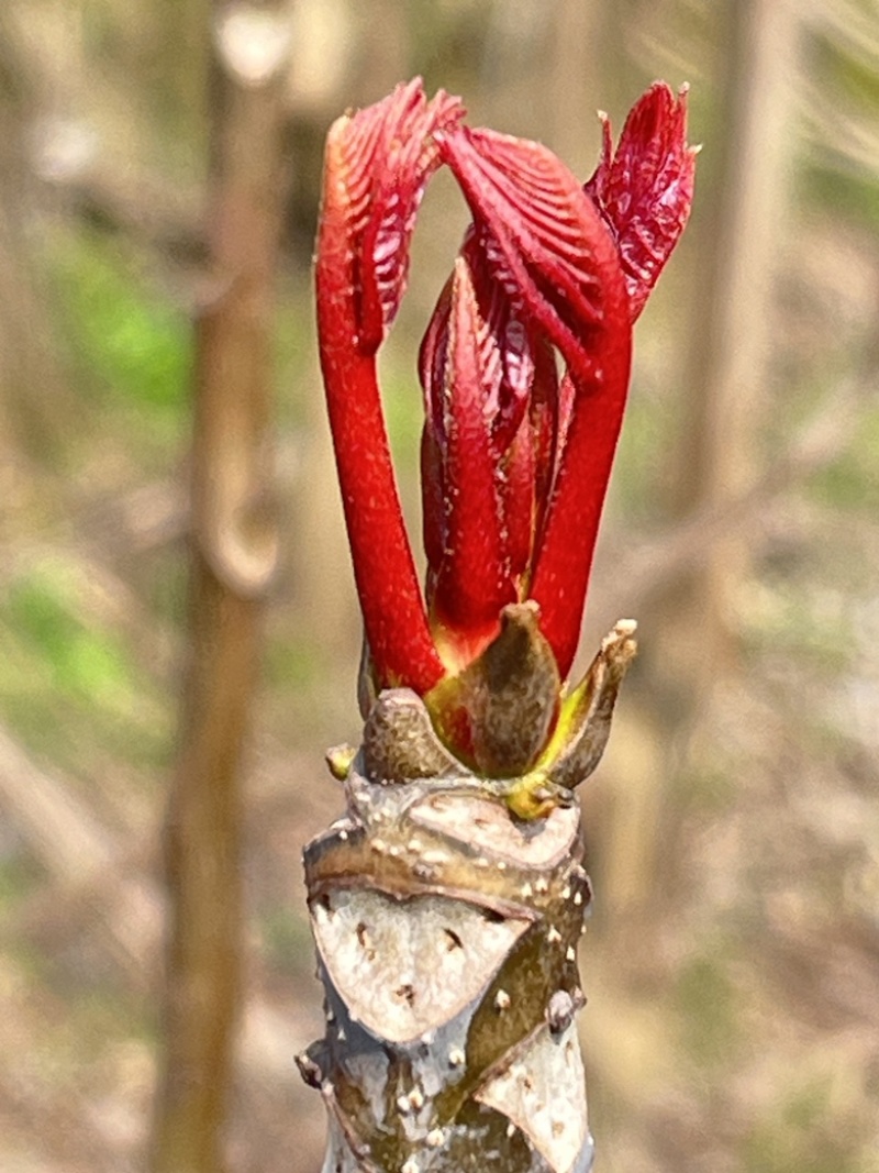 红香椿芽