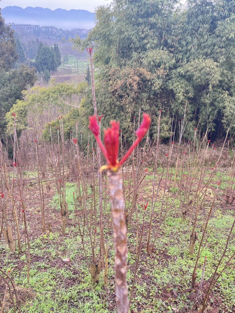 红香椿芽