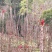 红香椿芽