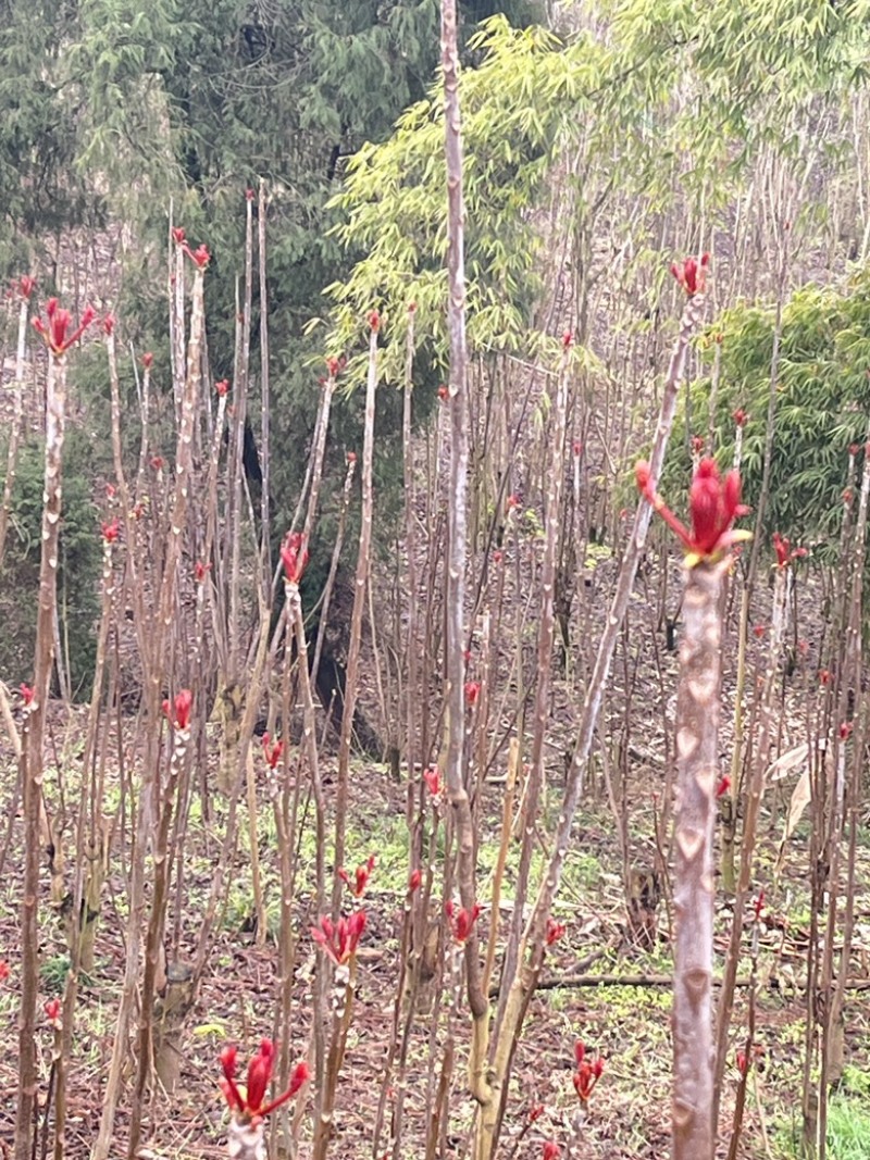 红香椿芽