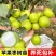 【春种】苹果枣苗台湾大青枣树苗嫁接苗盆地栽枣树苗南方北方