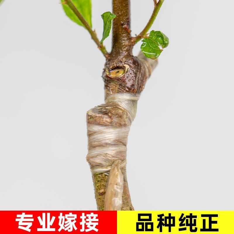 【春种】苹果枣苗台湾大青枣树苗嫁接苗盆地栽枣树苗南方北方