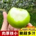 【春种】苹果枣苗台湾大青枣树苗嫁接苗盆地栽枣树苗南方北方