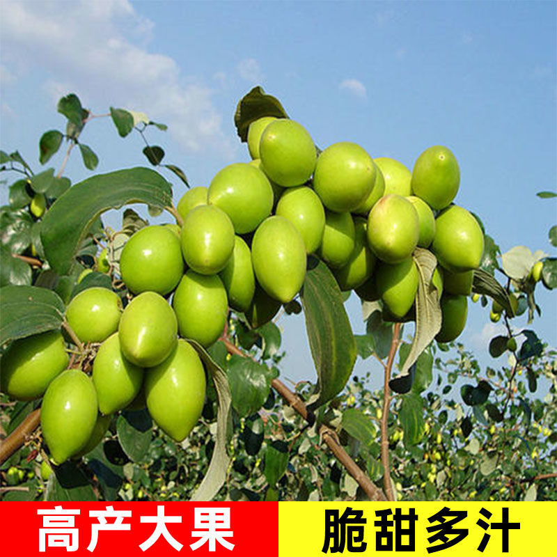 【春种】苹果枣苗台湾大青枣树苗嫁接苗盆地栽枣树苗南方北方