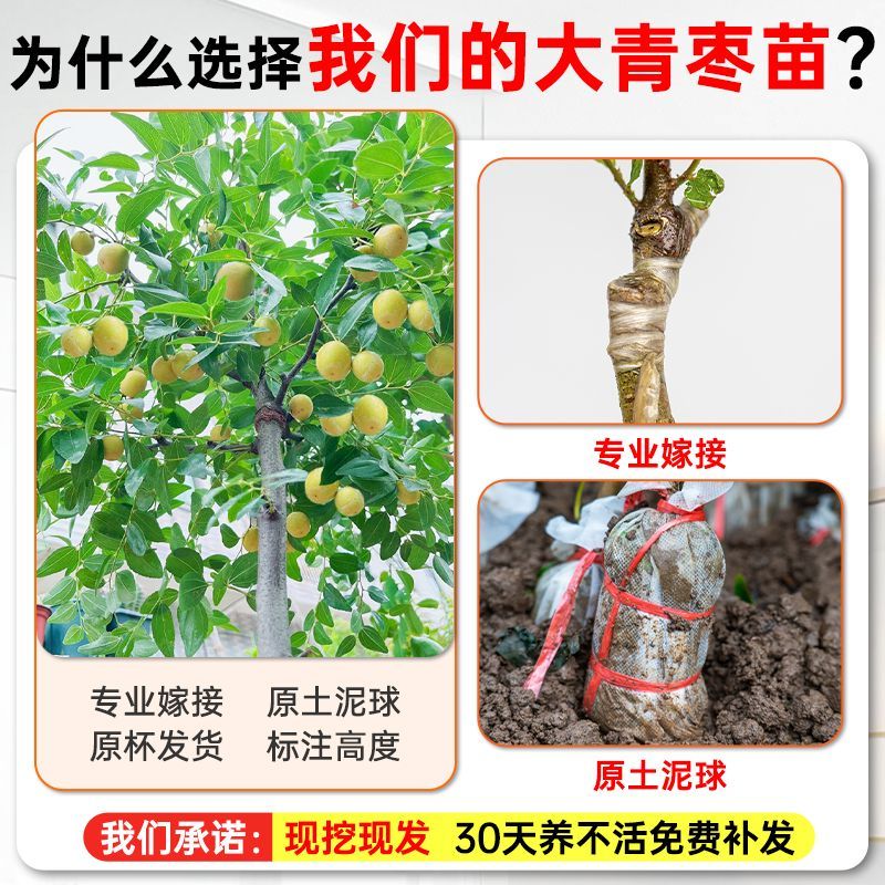 【春种】苹果枣苗台湾大青枣树苗嫁接苗盆地栽枣树苗南方北方