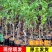 【春种】苹果枣苗台湾大青枣树苗嫁接苗盆地栽枣树苗南方北方