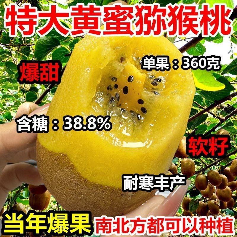 黄心猕猴桃树苗特大新品公母同株无籽南北方种植盆栽地栽当年