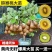 黄心猕猴桃树苗特大新品公母同株无籽南北方种植盆栽地栽当年