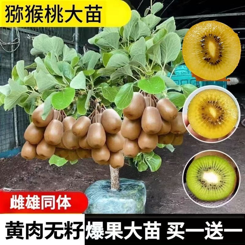 黄心猕猴桃树苗特大新品公母同株无籽南北方种植盆栽地栽当年