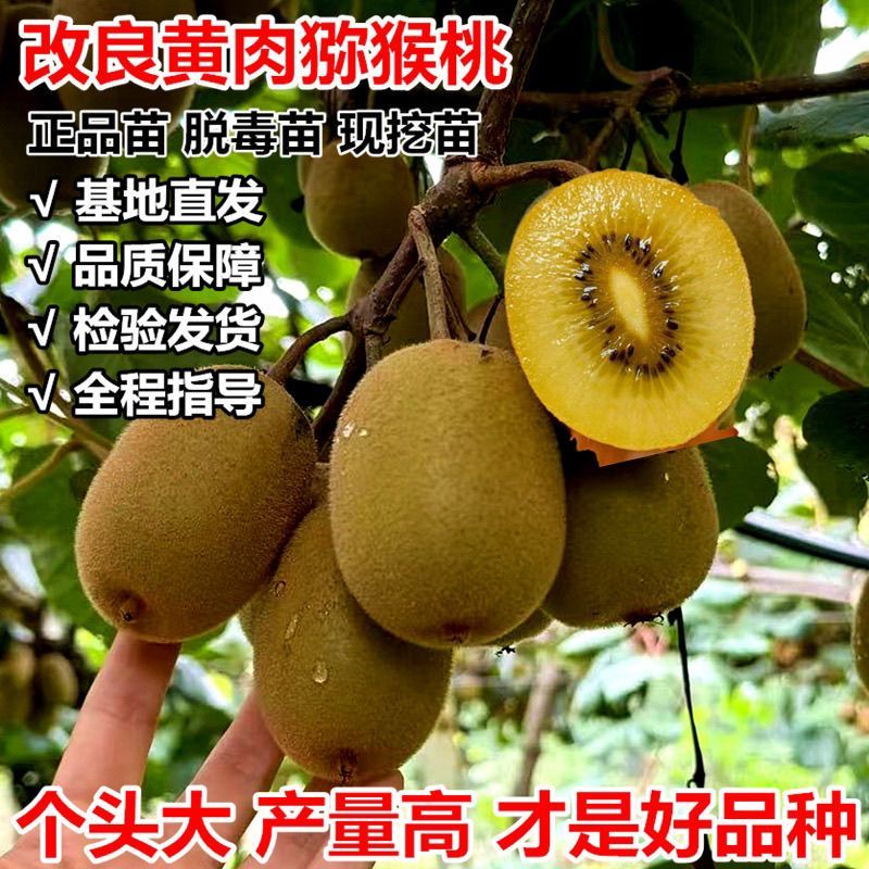 黄心猕猴桃树苗特大新品公母同株无籽南北方种植盆栽地栽当年