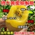 黄心猕猴桃树苗特大新品公母同株无籽南北方种植盆栽地栽当年
