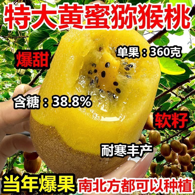 黄心猕猴桃树苗特大新品公母同株无籽南北方种植盆栽地栽当年