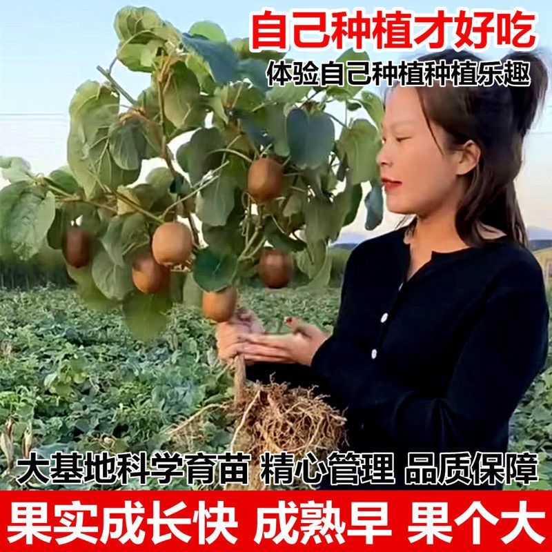 黄心猕猴桃树苗特大新品公母同株无籽南北方种植盆栽地栽当年