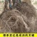 黄心猕猴桃树苗特大新品公母同株无籽南北方种植盆栽地栽当年