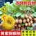 黄心猕猴桃树苗特大新品公母同株无籽南北方种植盆栽地栽当年