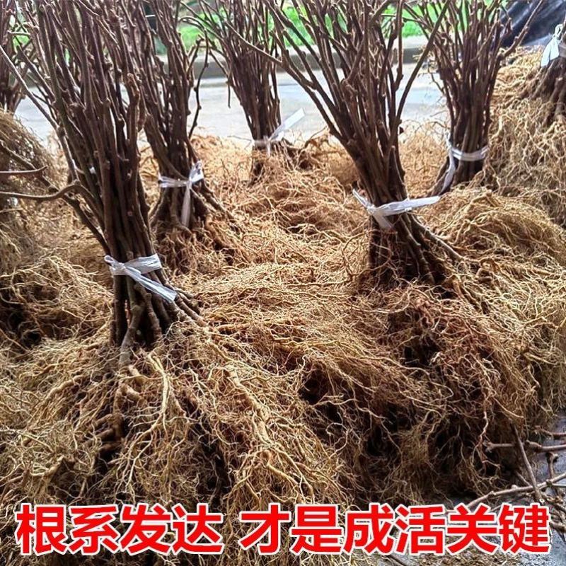 黄心猕猴桃树苗特大新品公母同株无籽南北方种植盆栽地栽当年