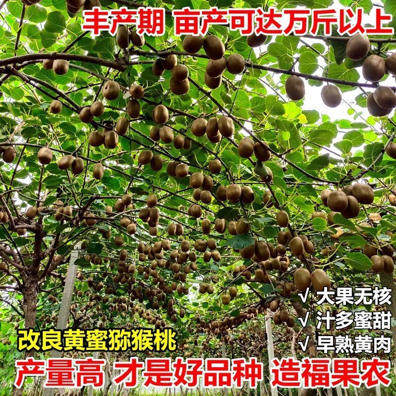 黄心猕猴桃树苗特大新品公母同株无籽南北方种植盆栽地栽当年