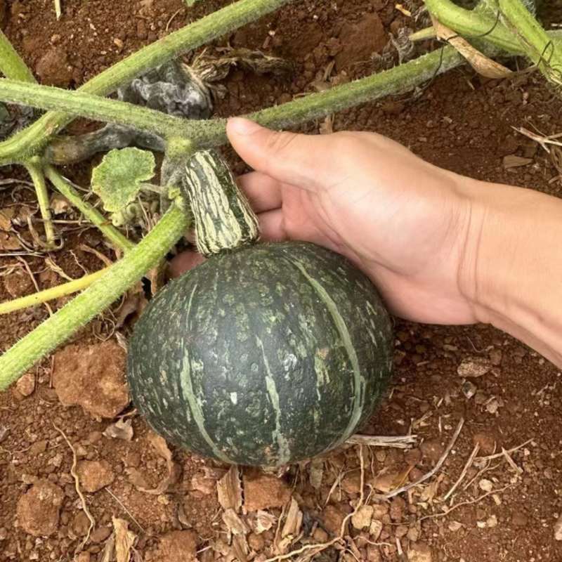 广东湛江徐闻贝贝南瓜板栗南瓜现摘现发按需挑拣