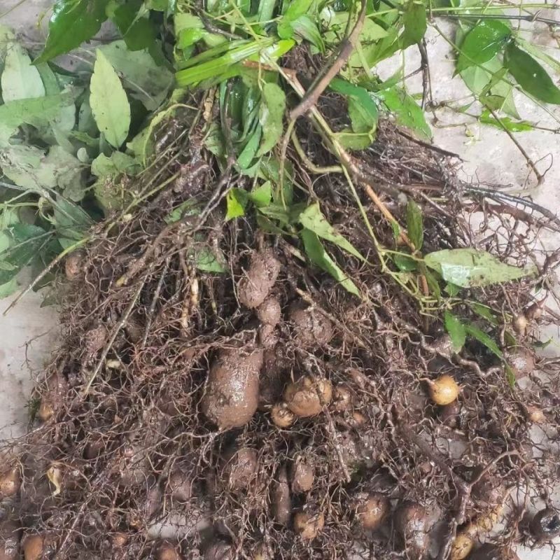 (10颗装)三叶青苗金线吊葫芦苗紫藤三叶青绿植盆栽苗三叶