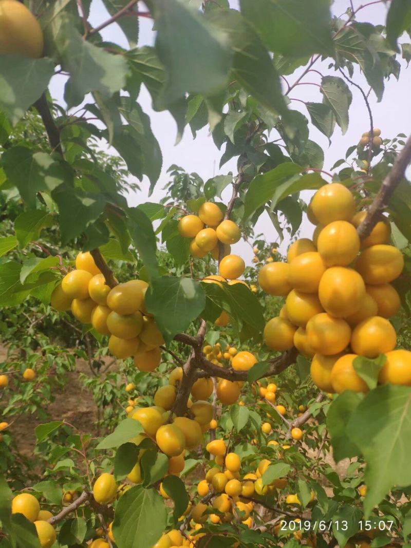 供应珍珠油杏苗，珍珠油杏树苗
