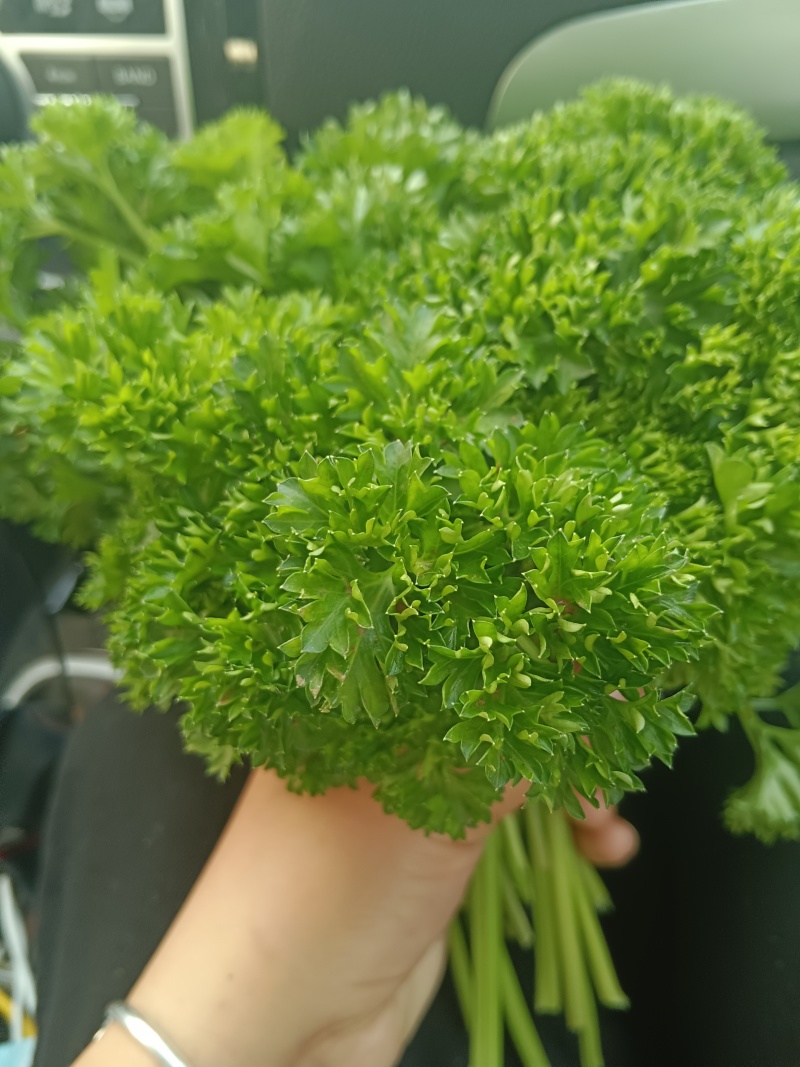 法香/荷兰芹